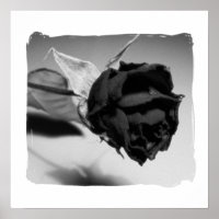 Foto der getrockneten Rose - Schwarzweiß