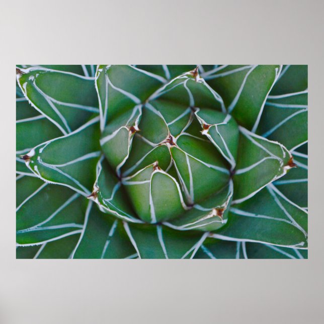 Foto der grünen und weißen Pflanze schließen Poster (Vorne)