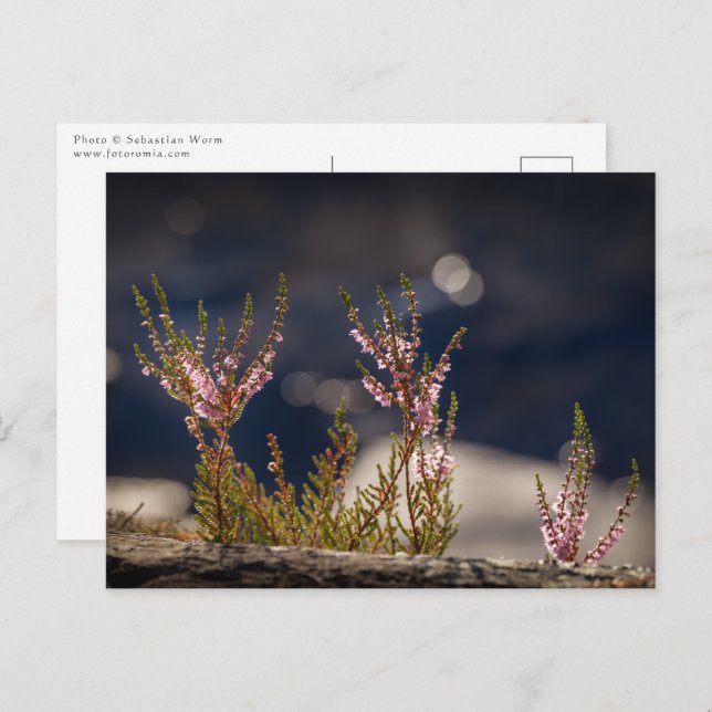 Foto der Heilnatur Postkarte (Vorne/Hinten)