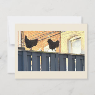 Foto der Hühner Postkarte