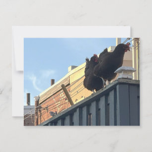 Foto der Hühner Postkarte