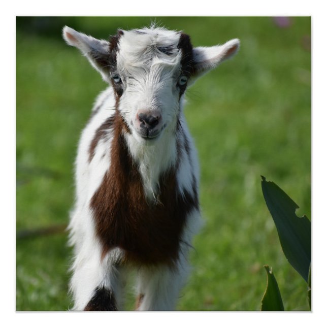 Foto der Jungziege Poster (Vorderseite)