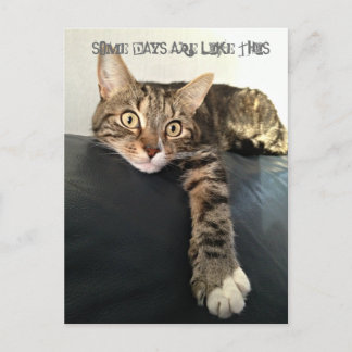 Foto der Katze entspannen Postkarte