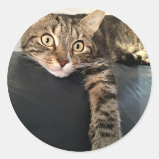 Foto der Katze entspannen Runder Aufkleber