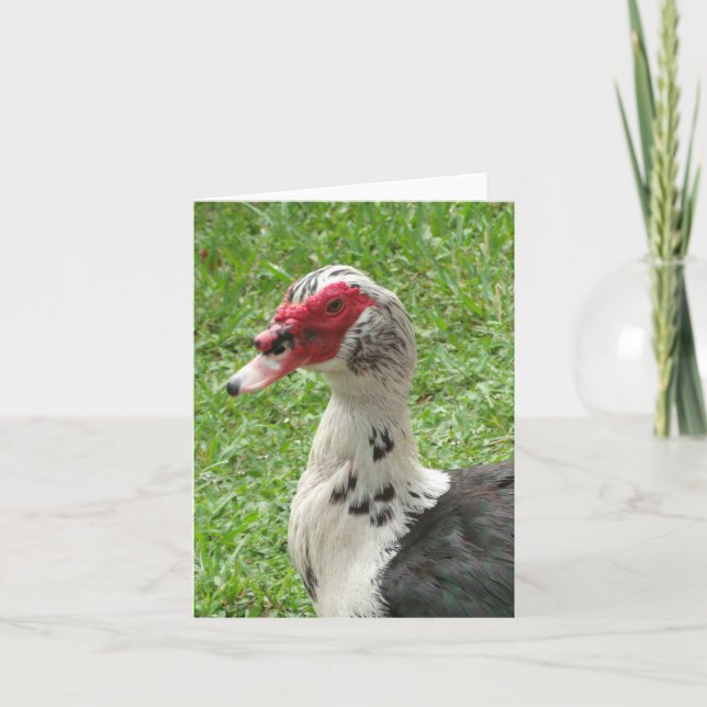 Foto der Muscovy Duck Faltkarte (Vorderseite)