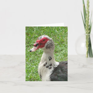 Foto der Muscovy Duck Faltkarte