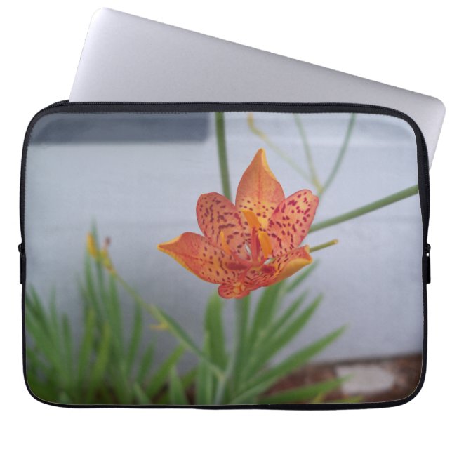 Foto der orangefarbenen BlackBerry Lily mit roten  Laptopschutzhülle (Vorderseite)