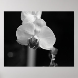 Foto der orchid-schwarzen Blume Poster