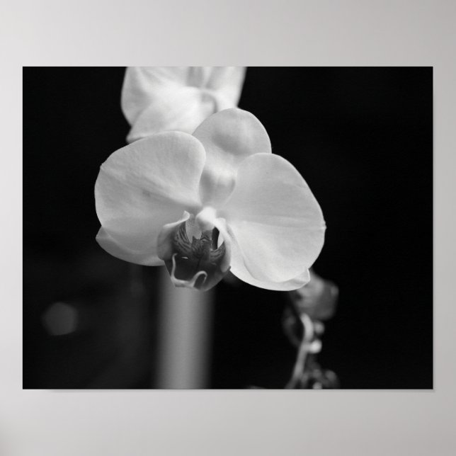 Foto der orchid-schwarzen Blume Poster (Vorne)