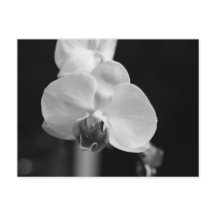 Foto der orchid-schwarzen Blume