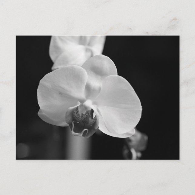 Foto der orchid-schwarzen Blume Postkarte (Vorderseite)