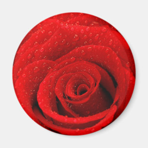 Foto der Rote Rose Hintergrund Magnet