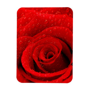 Foto der Rote Rose Hintergrund Magnet