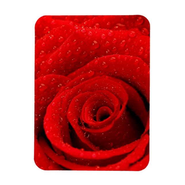 Foto der Rote Rose Hintergrund Magnet (Vertikal)