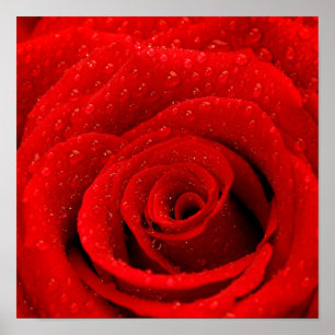 Foto der Rote Rose Hintergrund Poster