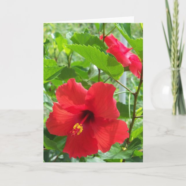 Foto der roten tropischen Hibiskus-Blumen auf a Karte (Vorderseite)