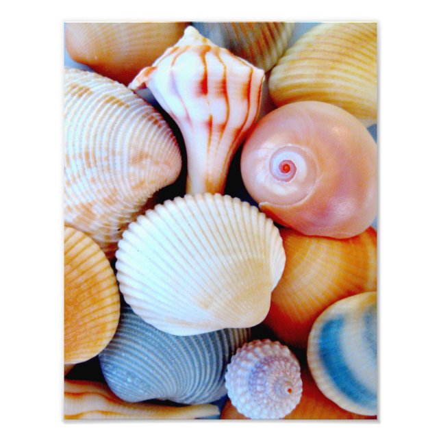 Foto der Seashell Collection (Vorne)