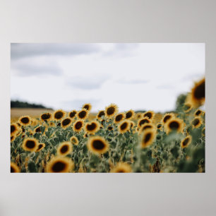 Foto DER SONNENBLUMEN Poster
