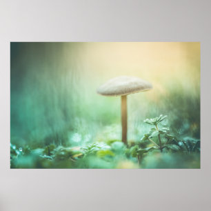 Foto der verzauberten Pilznatur Poster