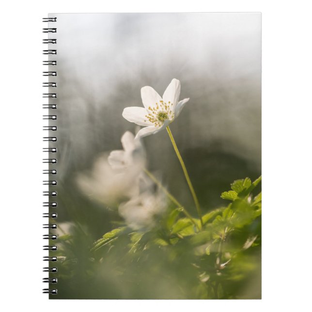 Foto der Weißen Blume Notizblock (Vorderseite)