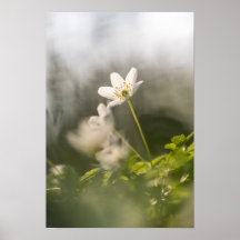 Foto der Weißen Blume