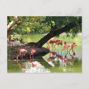 Foto der Wildtiere Rosa Flamingo Postkarte