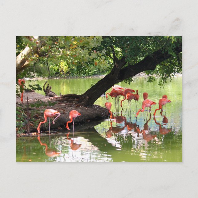 Foto der Wildtiere Rosa Flamingo Postkarte (Vorderseite)