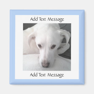 Foto des einzigartigen weißen Labrador Retriever M Magnet