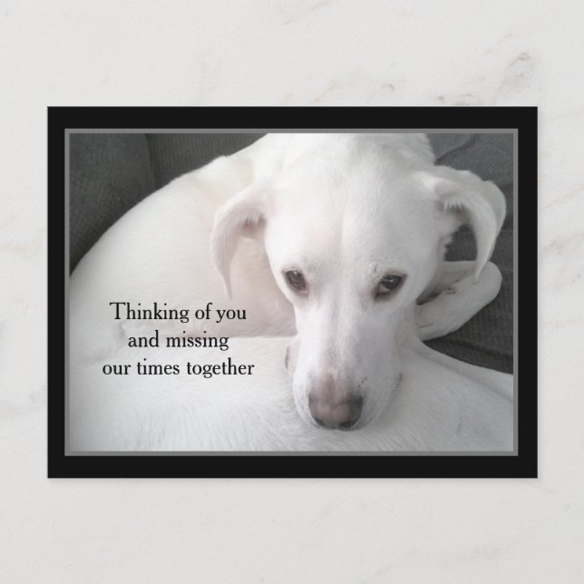 Foto des einzigartigen weißen Labrador Retriever M Postkarte (Vorderseite)