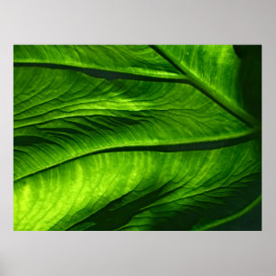 Foto des grünen Blattes Poster