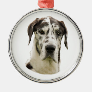 Foto des Harlekin-großen Dänen Hunde Silbernes Ornament