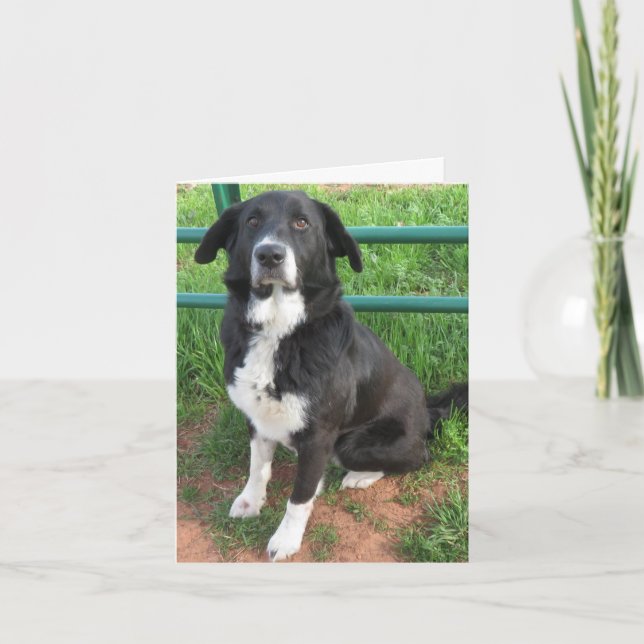 Foto des Hundes Karte (Vorderseite)