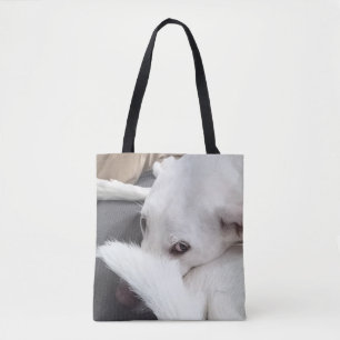 Foto des Hundes mit geheimnisvollen Augen