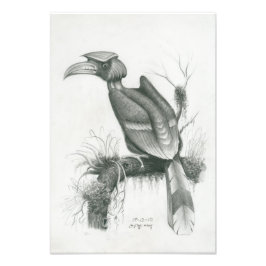 Foto des Kambodschanischen Hornbill Bird von Vanna