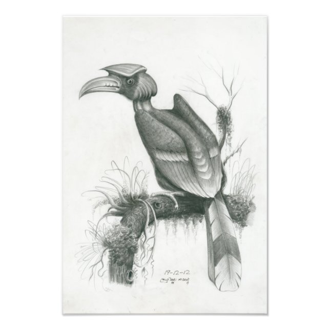 Foto des Kambodschanischen Hornbill Bird von Vanna (Vorne)