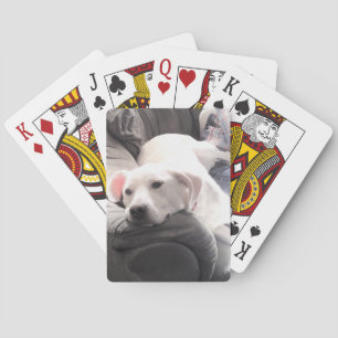 Foto des Niedlichen himmlischen Weißen Hundes, der Spielkarten