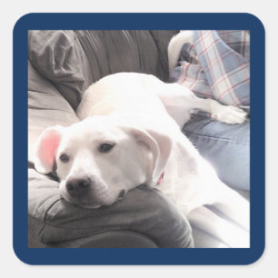 Foto des Niedlichen, müde weißen Hundes auf Couch Quadratischer Aufkleber
