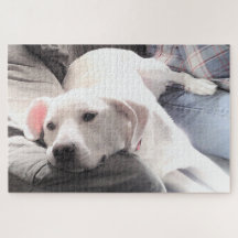 Foto des Niedlichen, müde weißen Hundes, der mit d