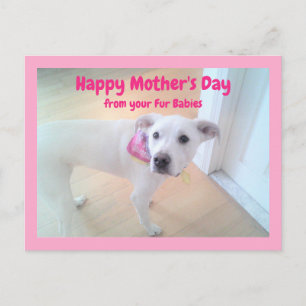 Foto des Niedlichen Sweet White Puppy Mother Day Postkarte