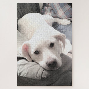 Foto des Niedlichen Weißen Hundes mit Vater auf Co Puzzle