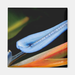 Foto des Paradieses Magnet