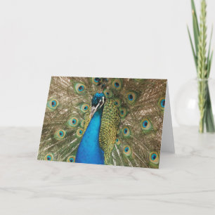 Foto des schönen Pfauens mit Spread Feathers Karte