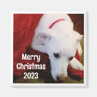 Foto des süßen Hundes mit Weihnachtswünschen und J Magnet