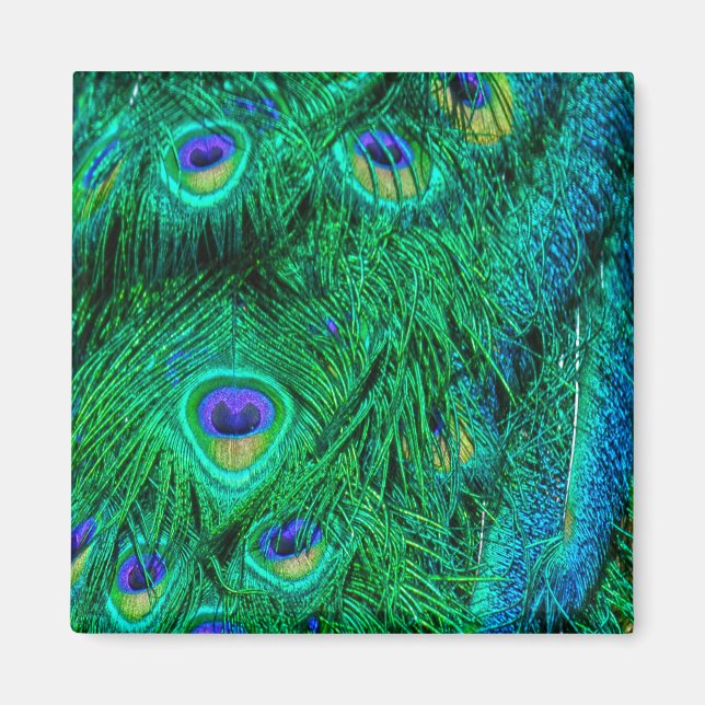 Foto-Design für Radiant Peacock Feathers Magnet (Vorne)