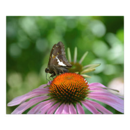 FOTO-DRUCKEN FOTODRUCK