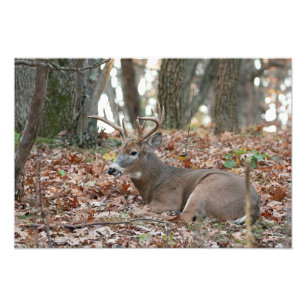 Foto-Druckschrift "Buck Deer Resting" Fotodruck
