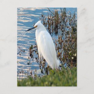Foto Egret Postkarte