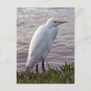 Foto Egret Postkarte