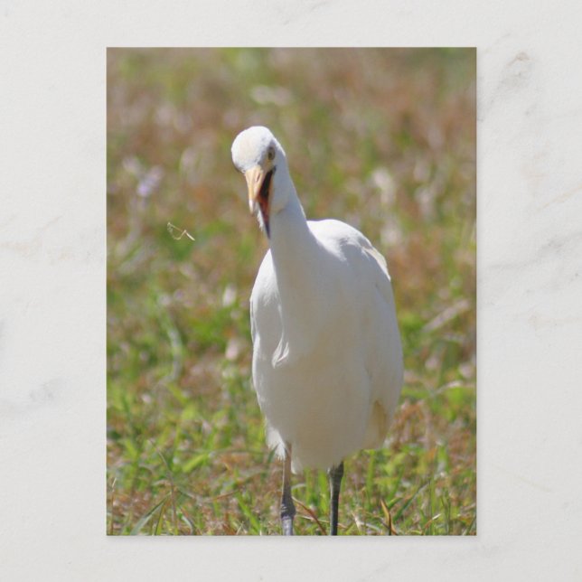 Foto Egret Postkarte (Vorderseite)