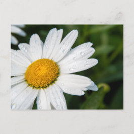 Foto, ein margueritte machen Grün Postkarte
